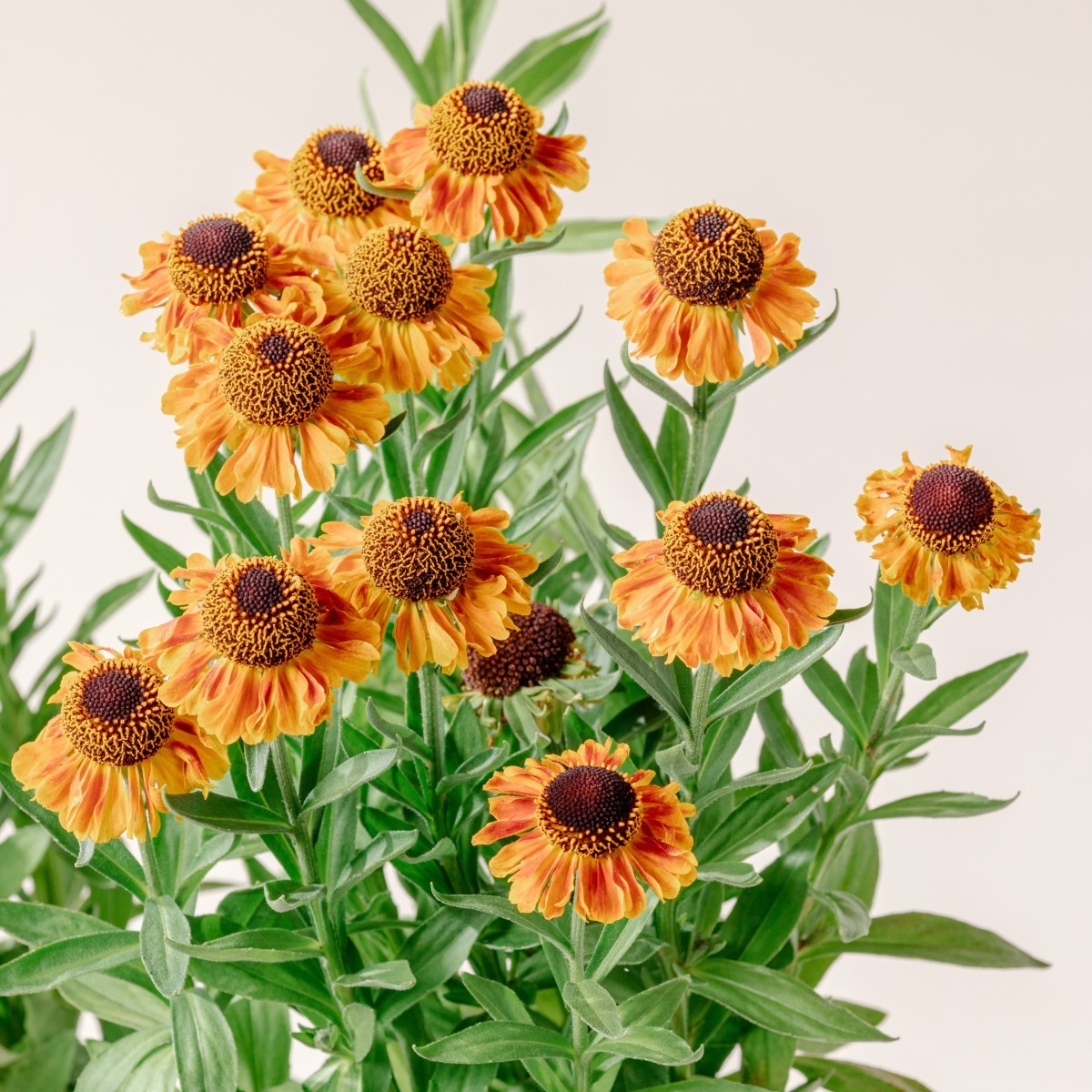 Helenium autumnale