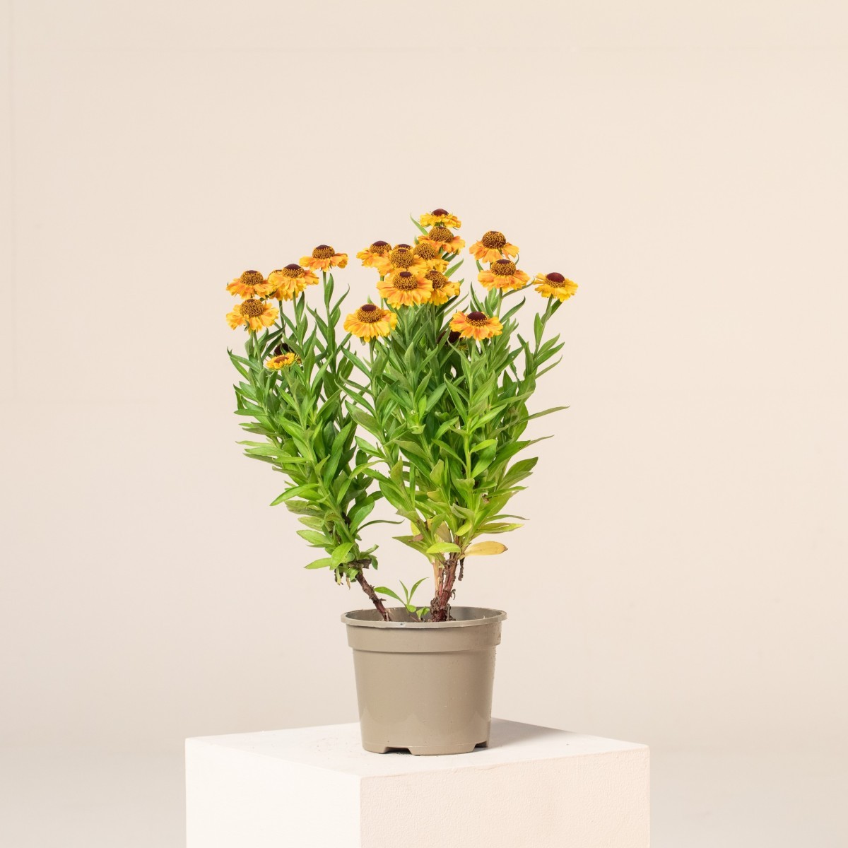 Helenium autumnale