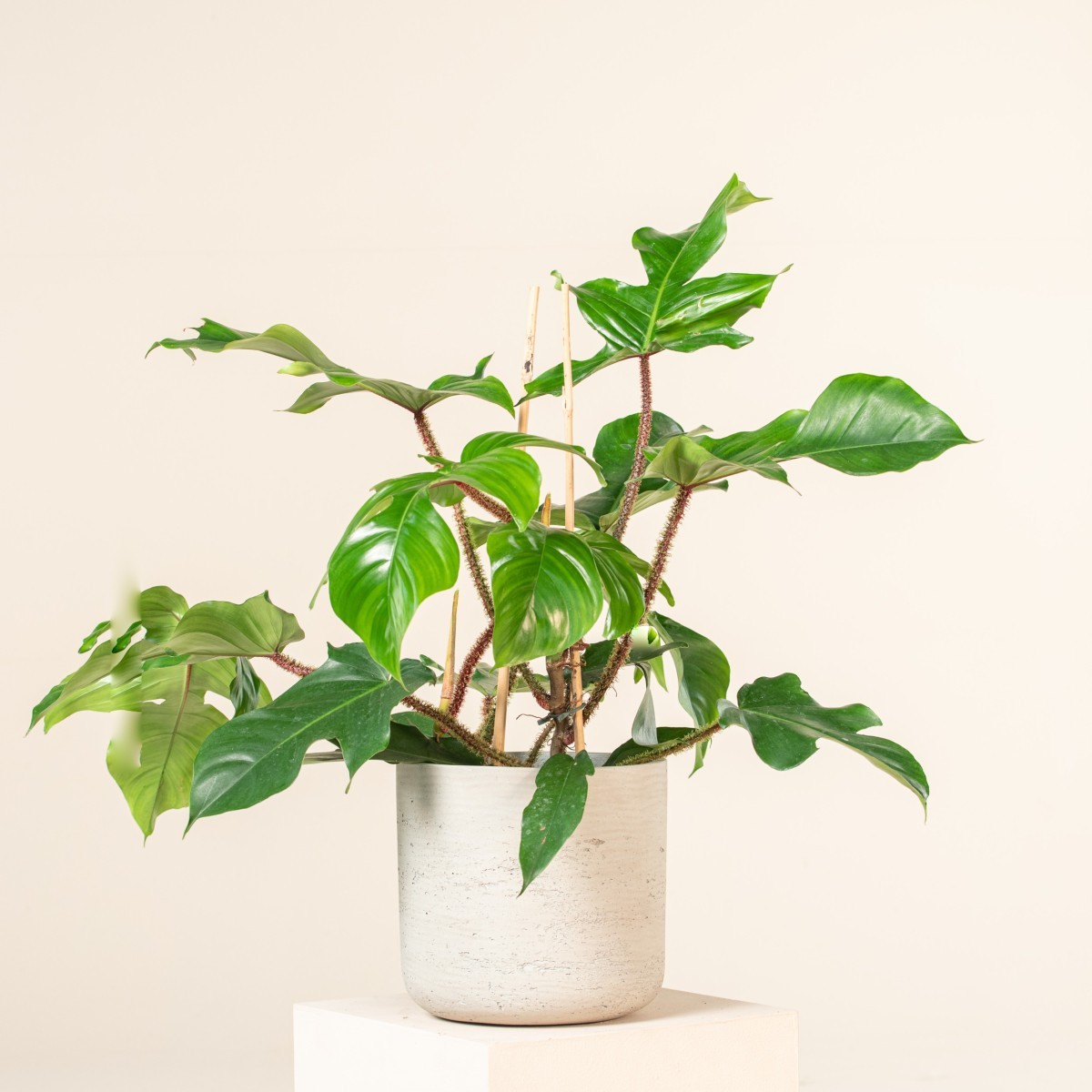 potus plant Popular Pothos Plants 6-pack: Trailing / Hanging Vines & Variegated Plants  - (2” Pots) - Golden Pothos - Marble Queen Pothos - Neon Pothos main image 0