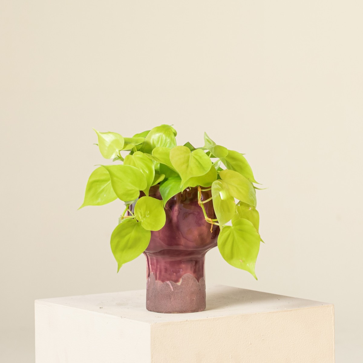 Philodendron hederaceum 'Neon' | The Palm Centre