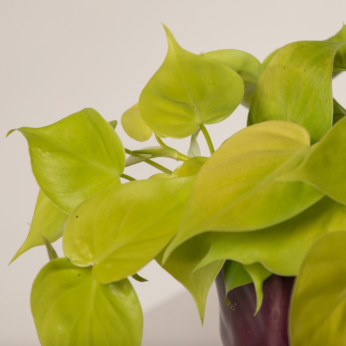 Philodendron hederaceum 'Neon' | The Palm Centre