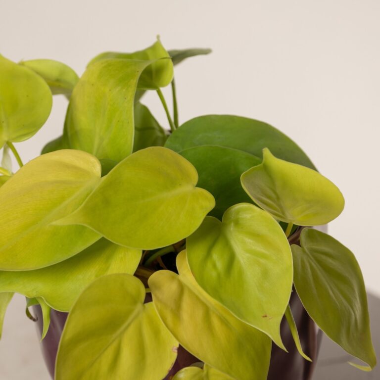Philodendron hederaceum 'Neon' | The Palm Centre