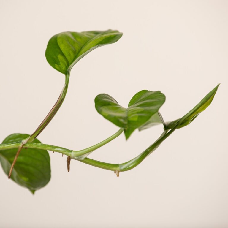 monstera deliciosa english Monstera Deliciosa | Tropical Indoor Plants & Houseplants main image 0
