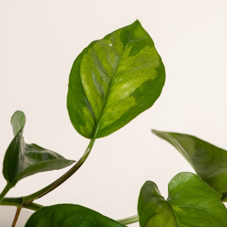 Scindapsus 'Global Green' | The Palm Centre