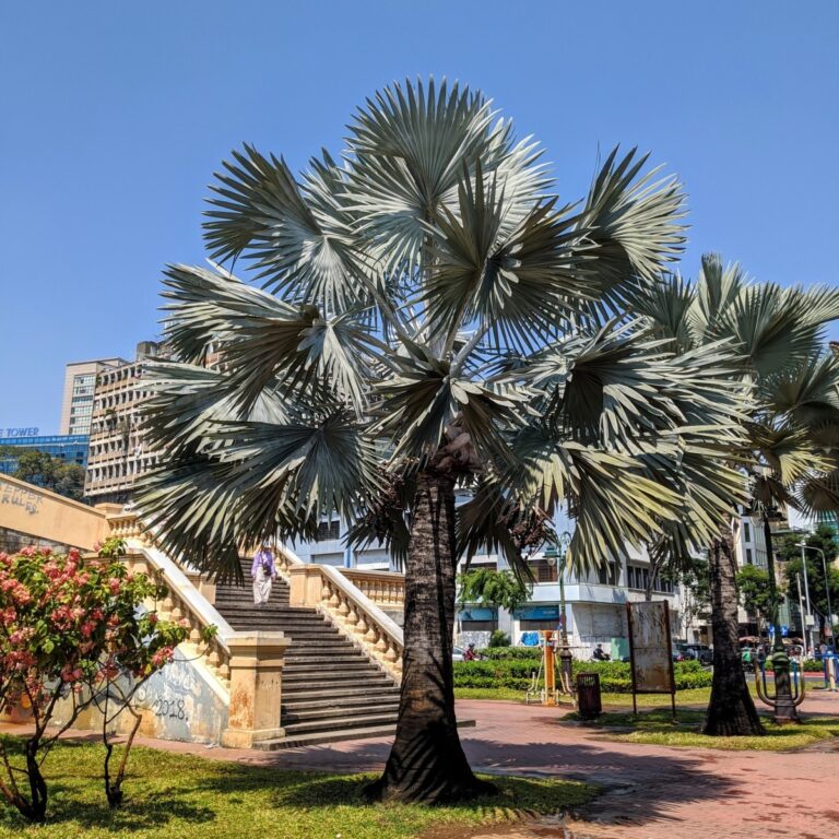 Bismarkia nobilis