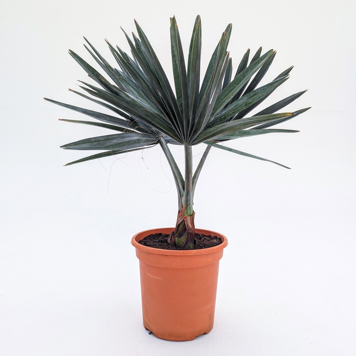 ヤシ【種】110粒 Bismarckia nobilis 'Silver' 【公式通販】