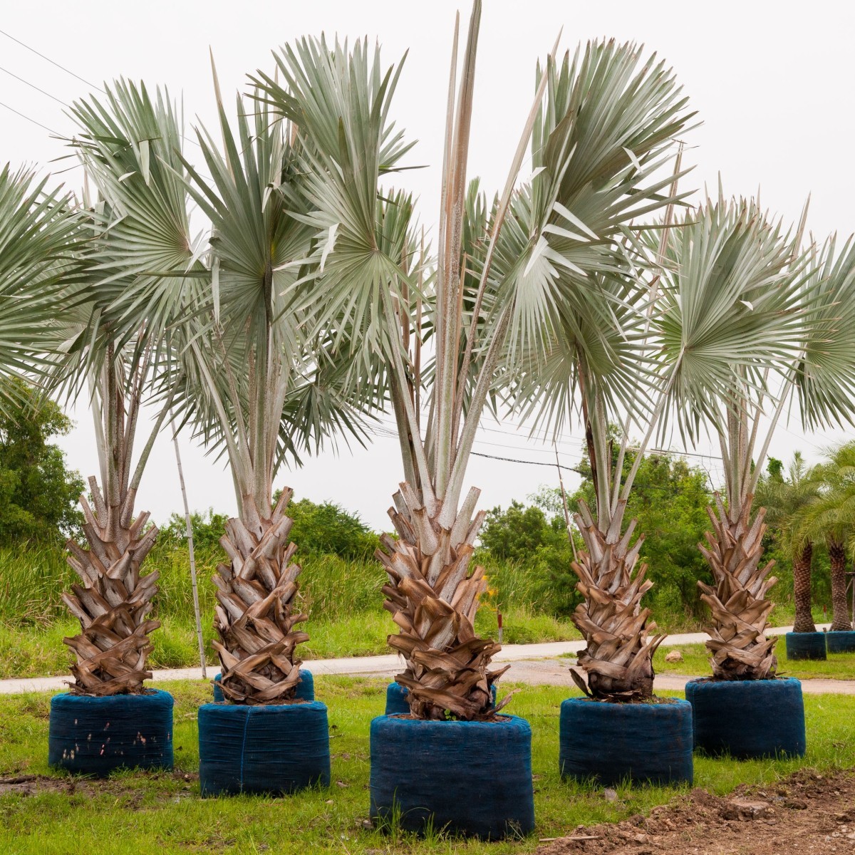 Bismarkia nobilis The Palm Centre