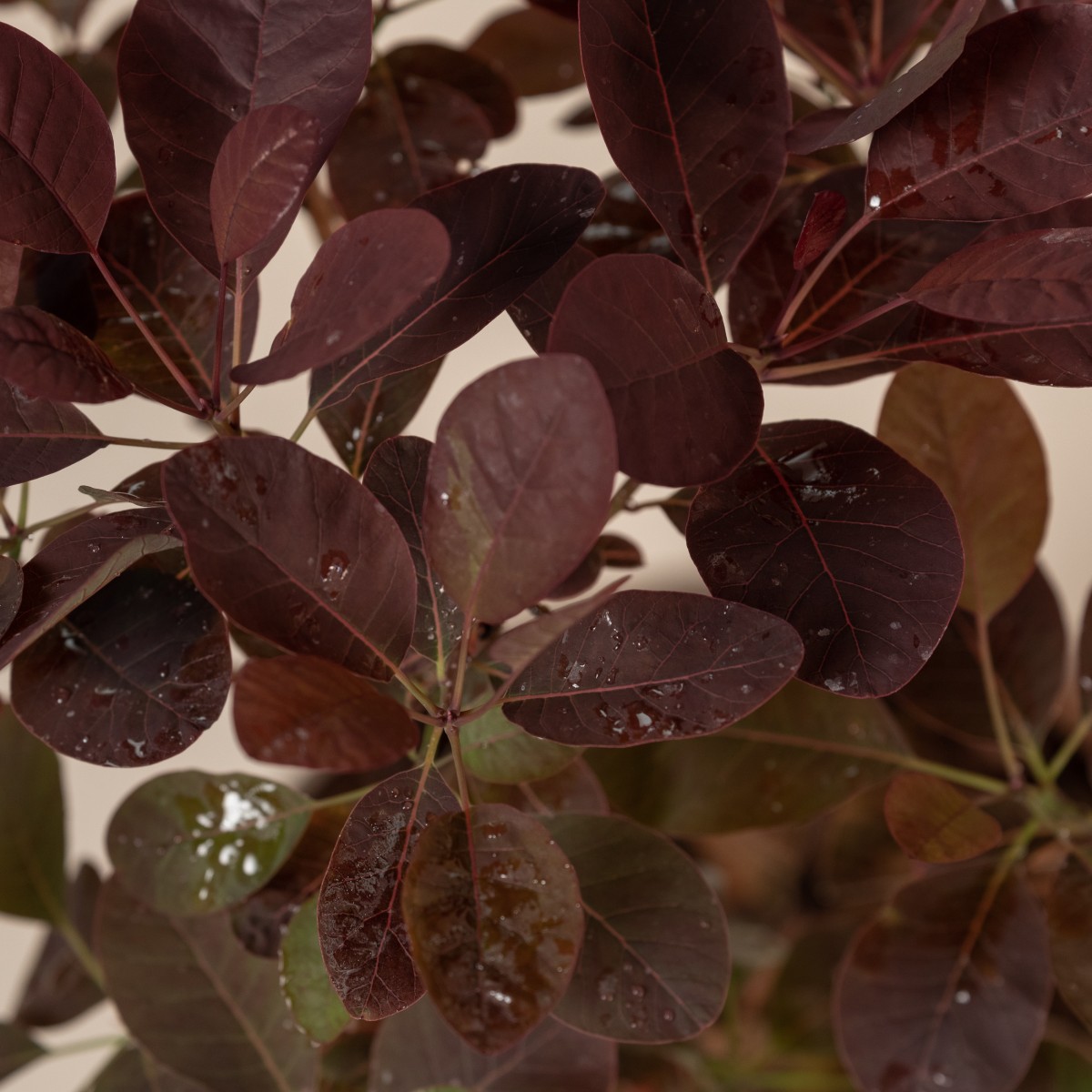 Cotinus coggygria 'Royal Purple' - Natural form
