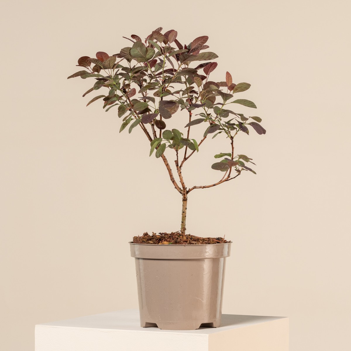 Cotinus coggygria 'Royal Purple' - Natural form