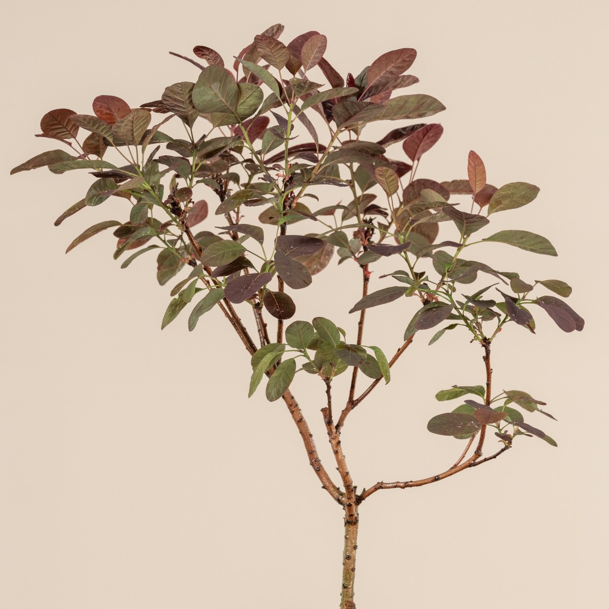 Cotinus coggygria 'Royal Purple' - Natural form