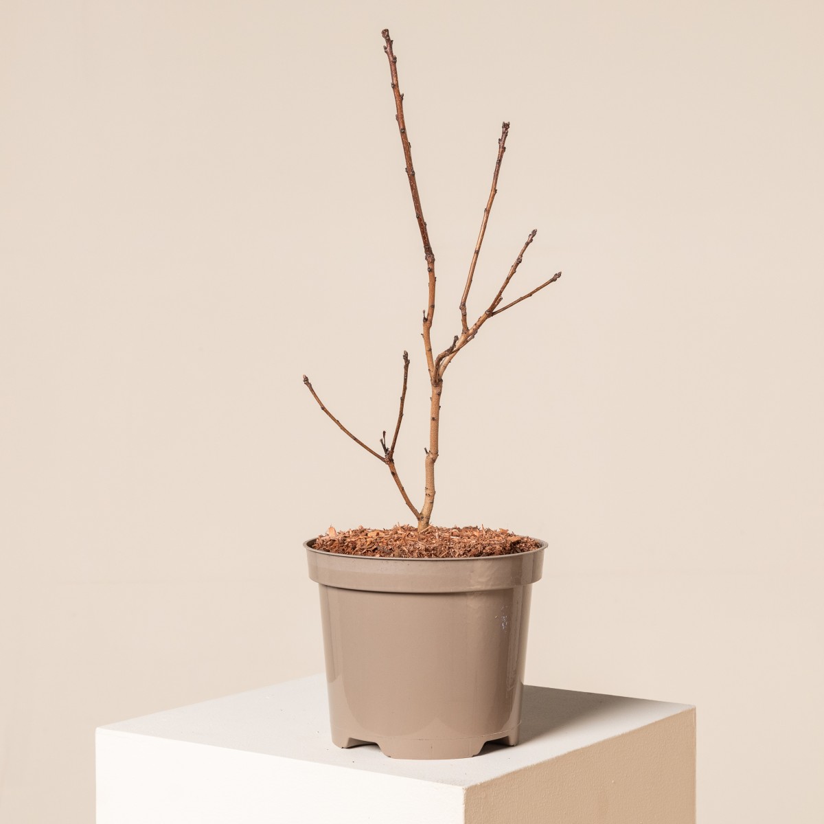 Cotinus coggygria 'Royal Purple' - Natural form