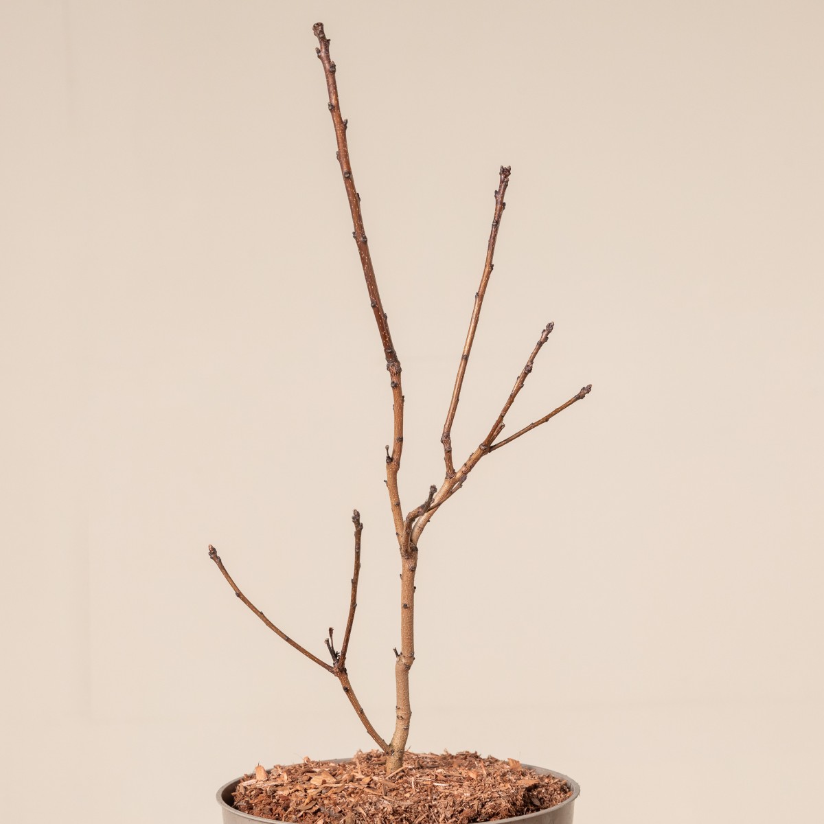 Cotinus coggygria 'Royal Purple' - Natural form