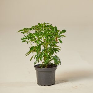 Choisya ternata