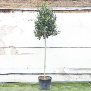 Ilex mutchagara 'Nellie R Stevens'