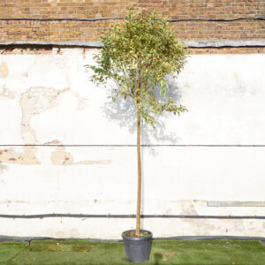 Ligustrum lucidum 'Excelsum Superbum'