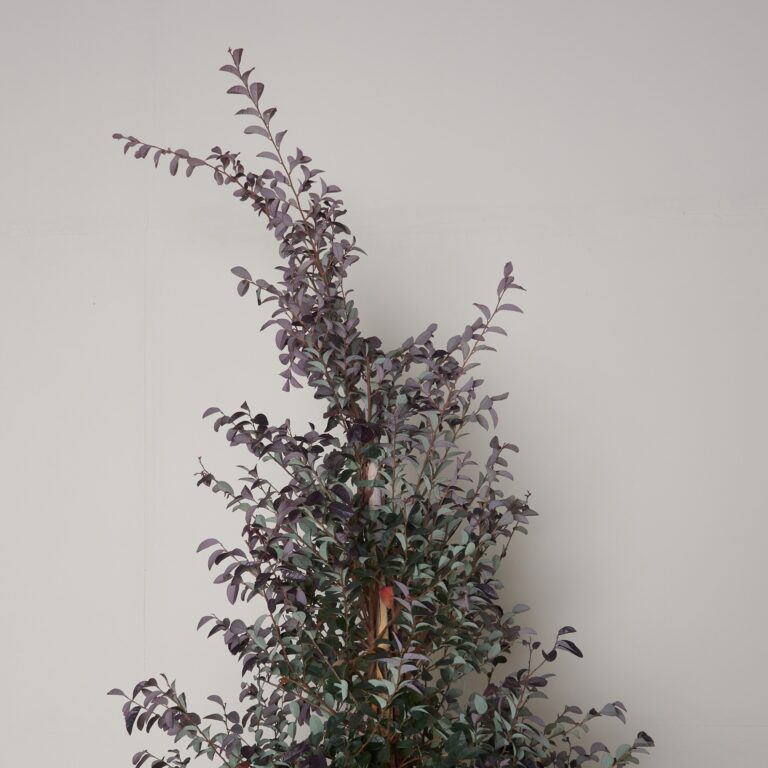 Loropetalum chinense var. rubrum ‘Fire Dance’