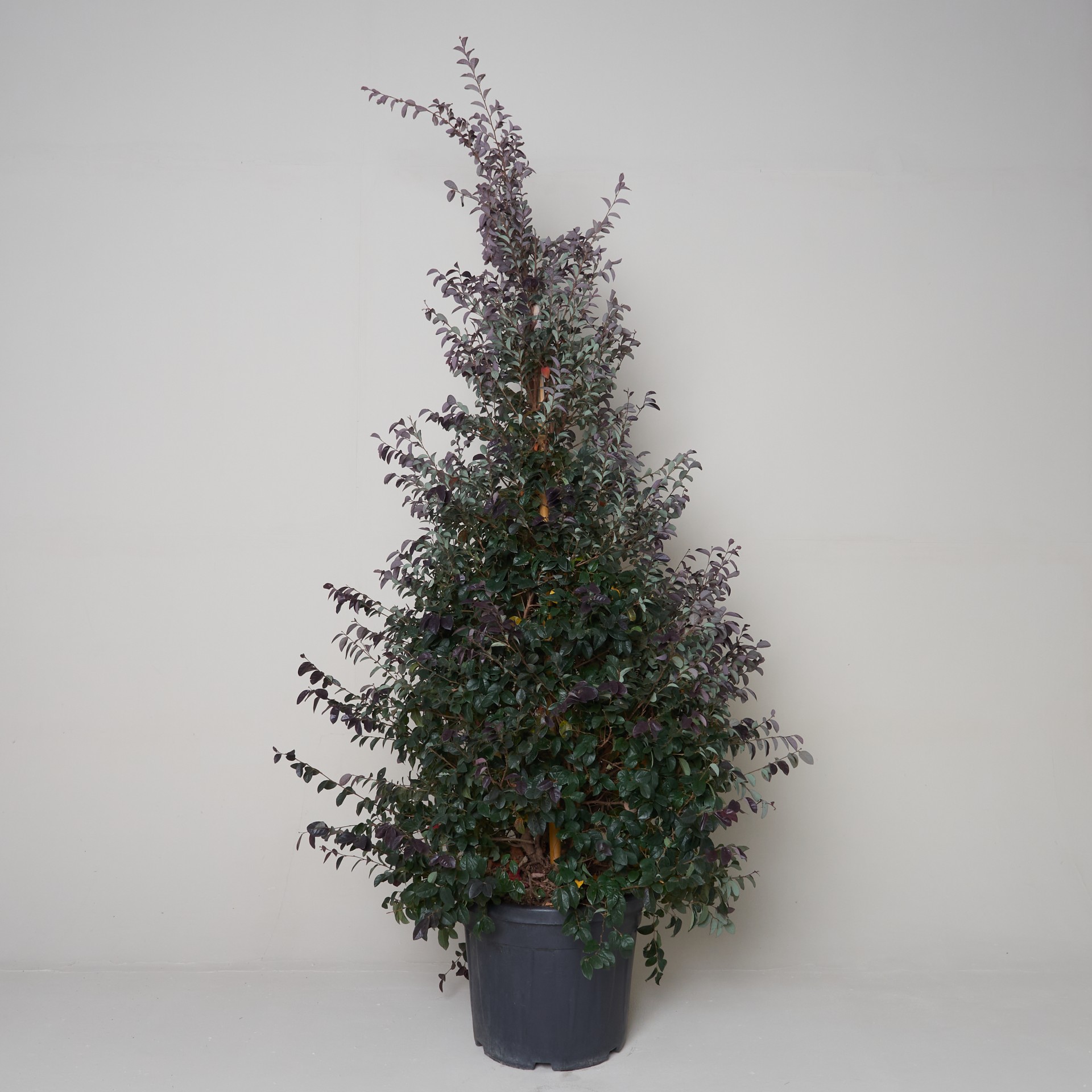 Loropetalum chinense var. rubrum 'Fire Dance'