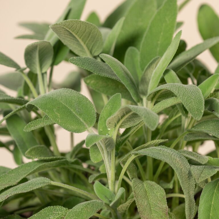 Salvia officinalis
