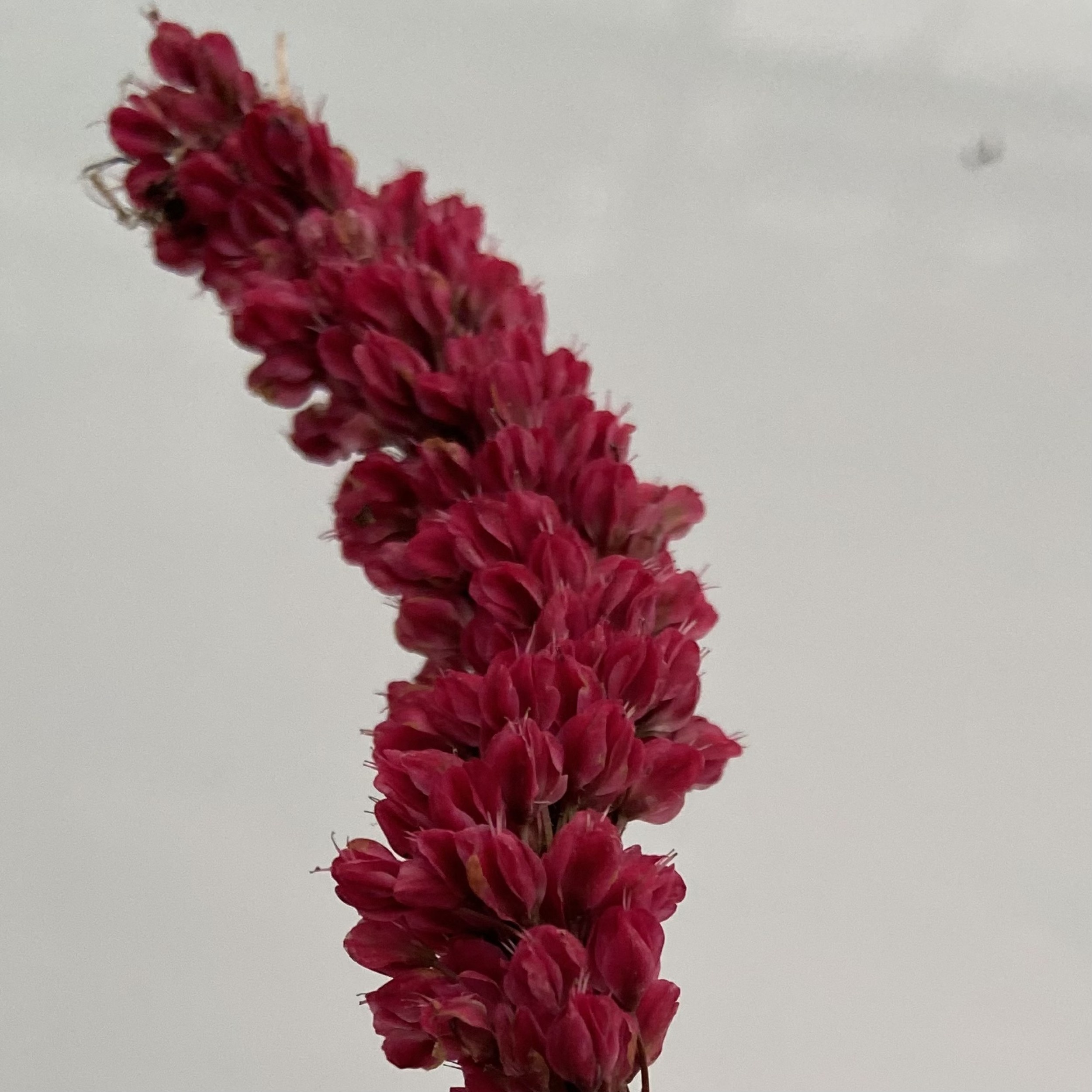 Persicaria affinis 'Darjeeling Red' | The Palm Centre
