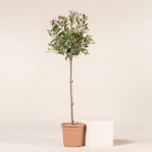 Photinia x fraseri 'Red Robin' - Topiary