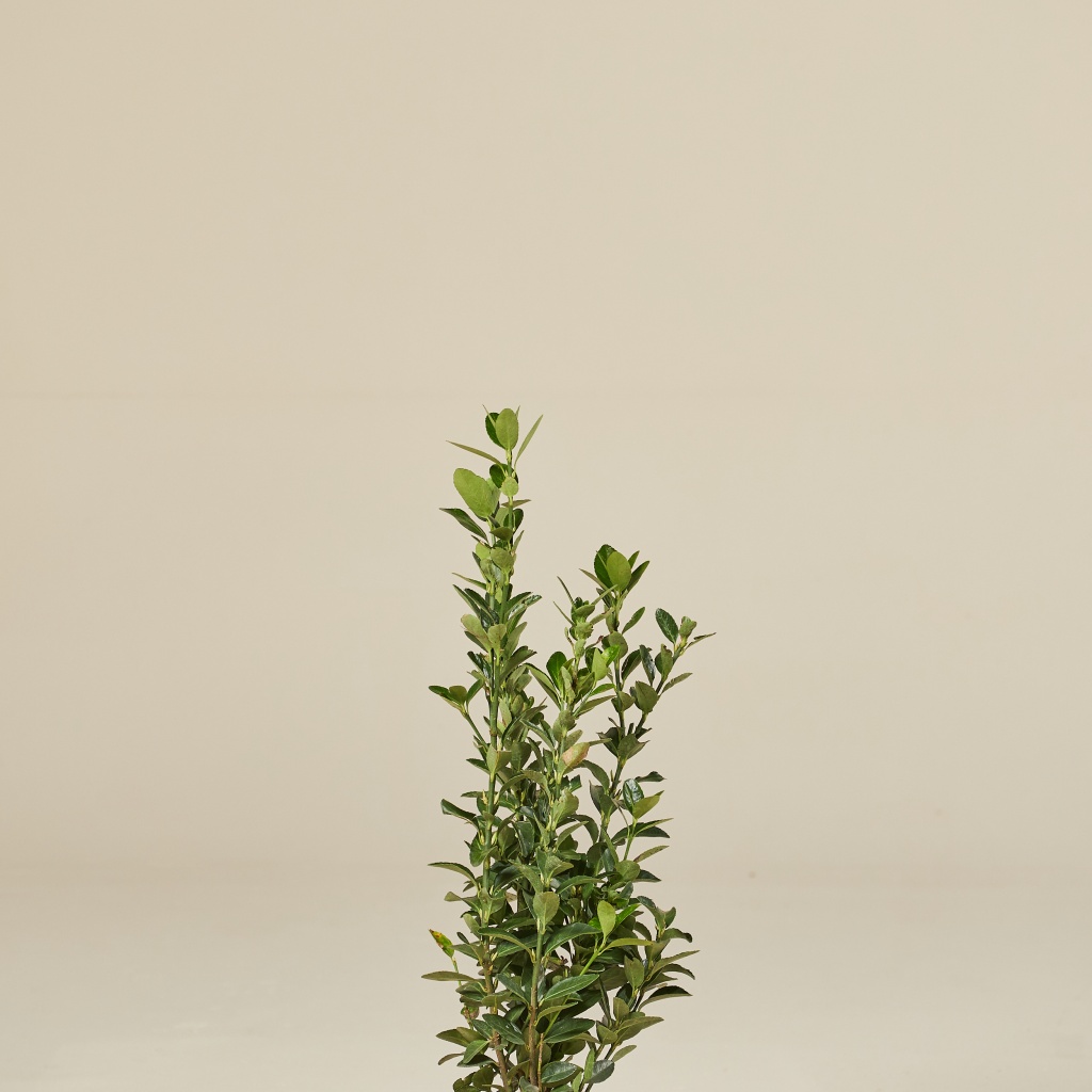 Euonymous japonicus - Image 3