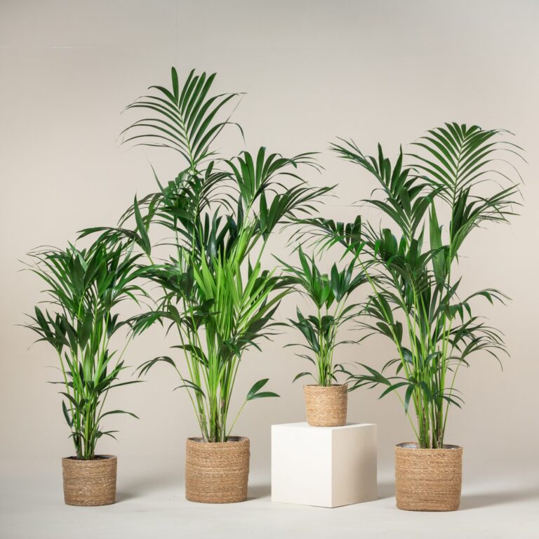 Top 10 Trending Indoor Plants | The Palm Centre