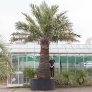 Digging Up the Palm Tree