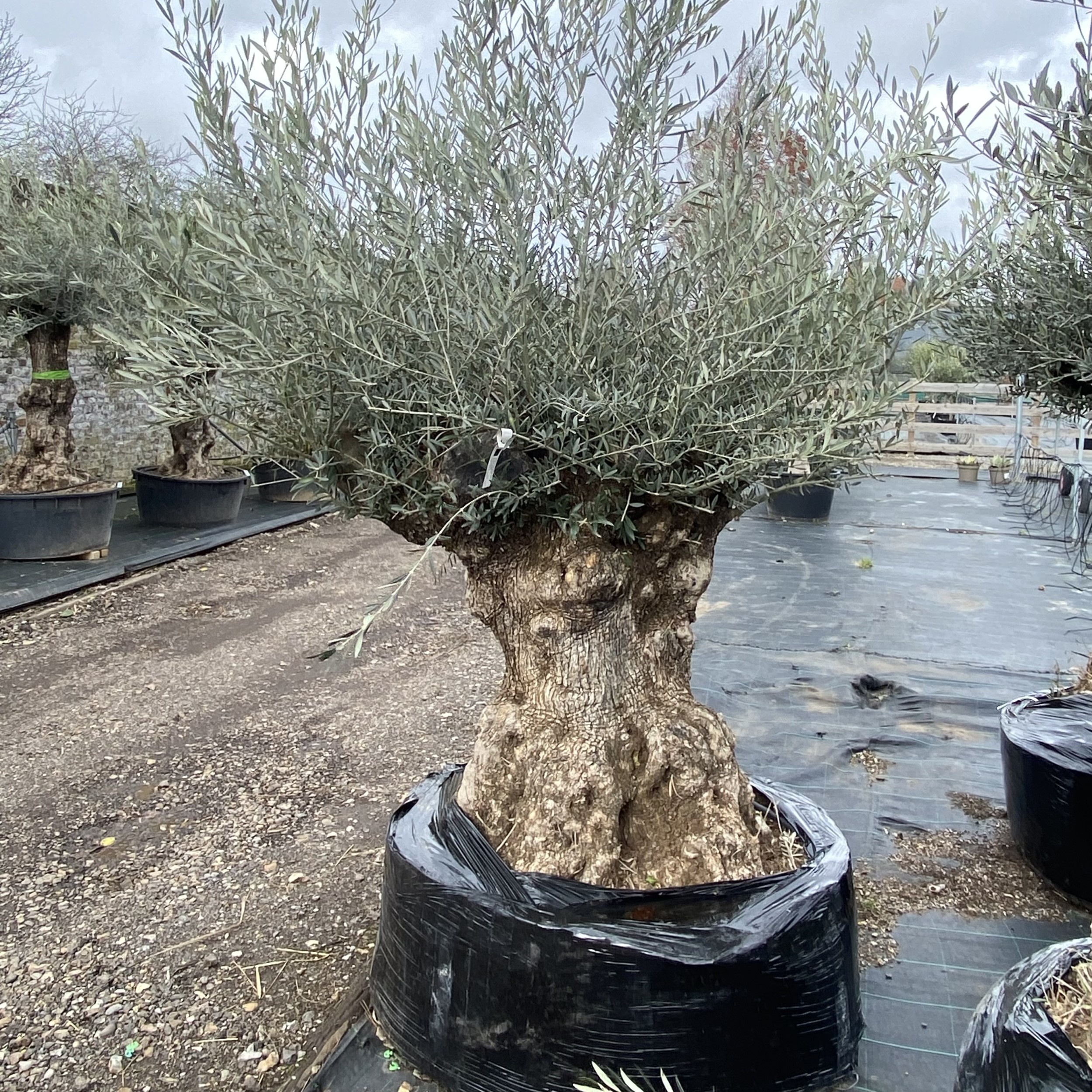 Olea europaea - Ancient