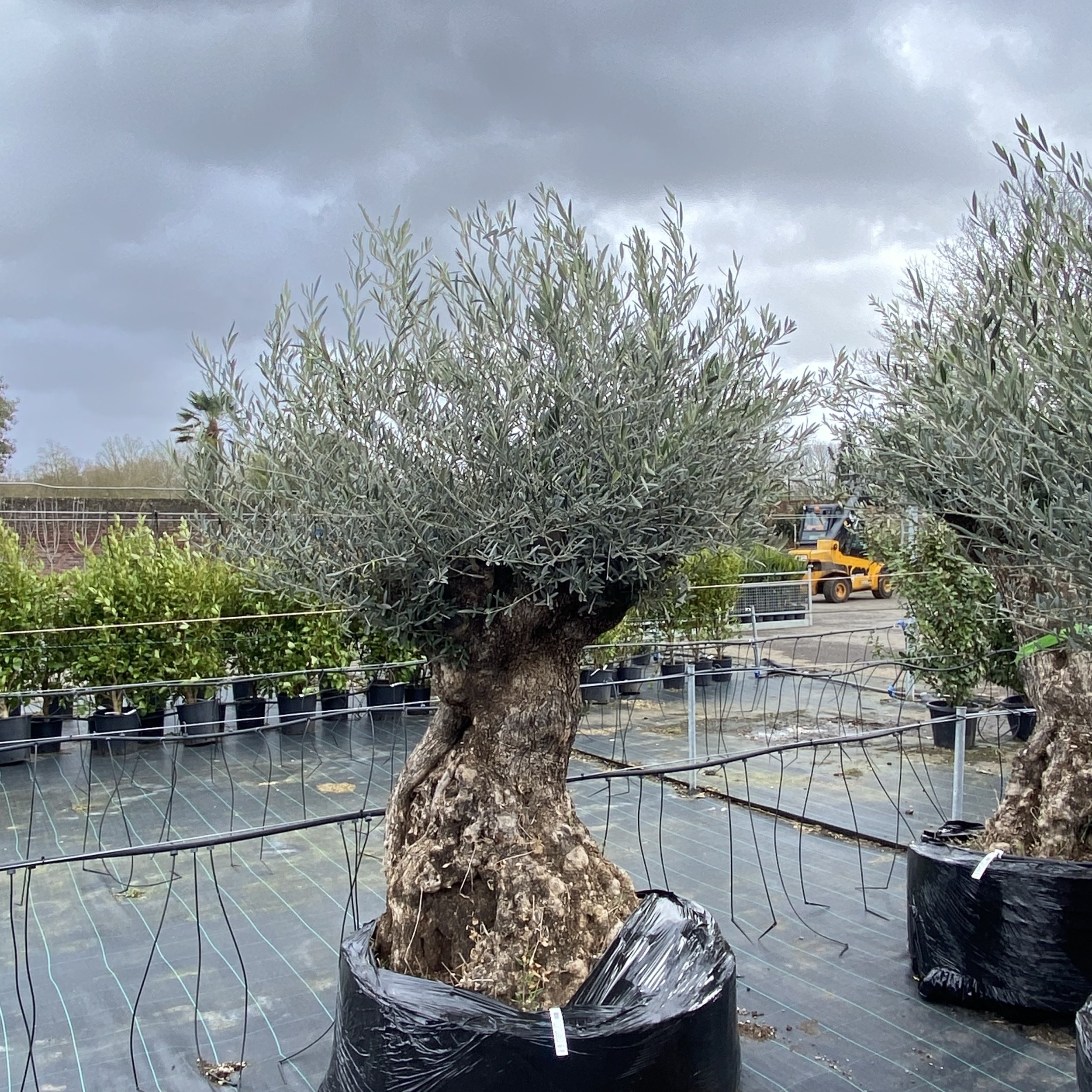Olea europaea - Ancient