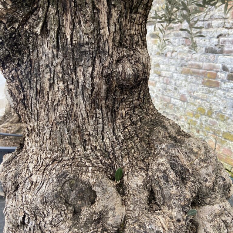 Olea europaea - Ancient