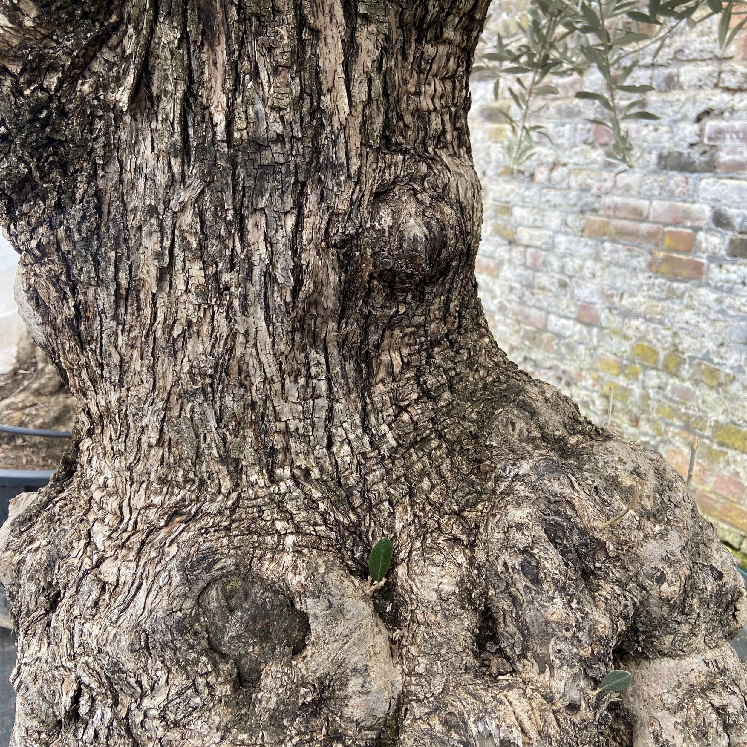 Olea europaea - Ancient