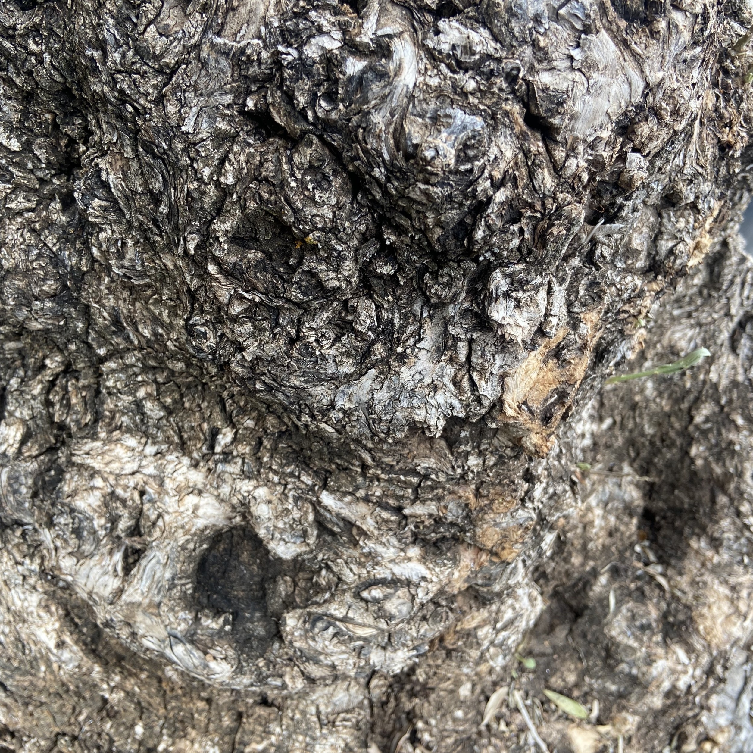 Olea europaea - Ancient
