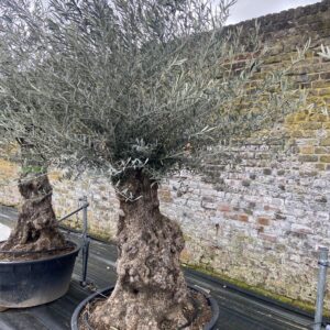 Olea europaea - Ancient