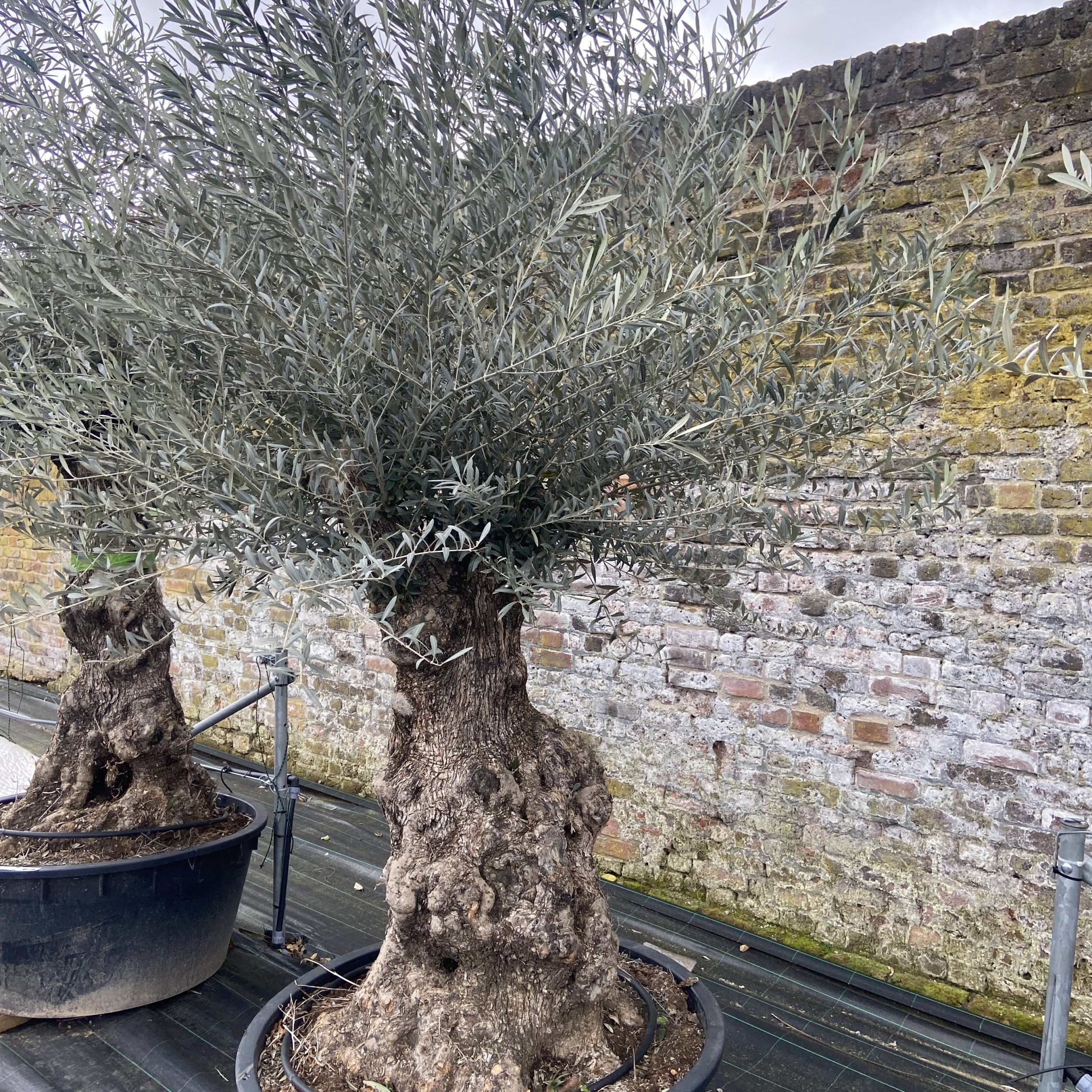 Olea europaea - Ancient