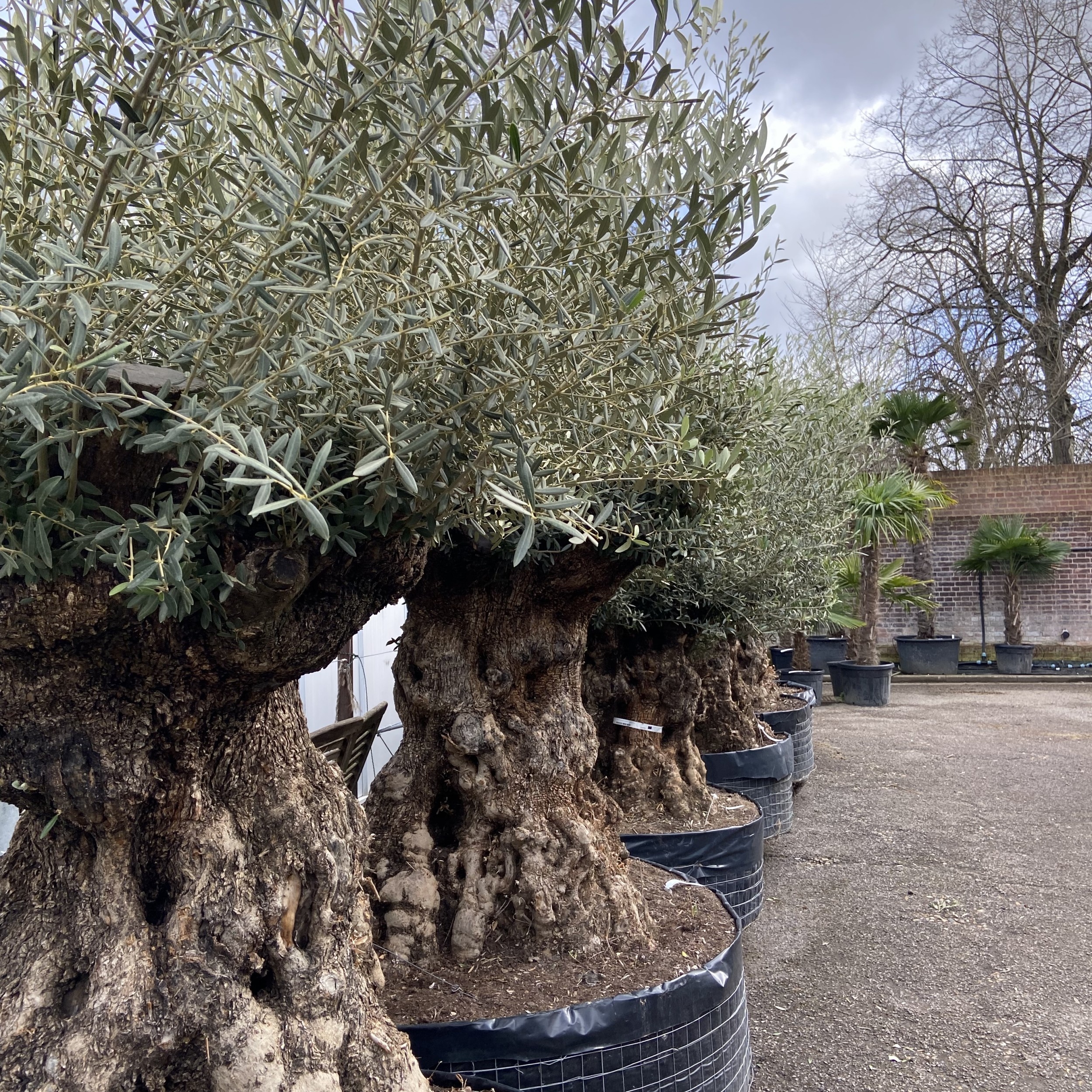 Olea europaea - Ancient