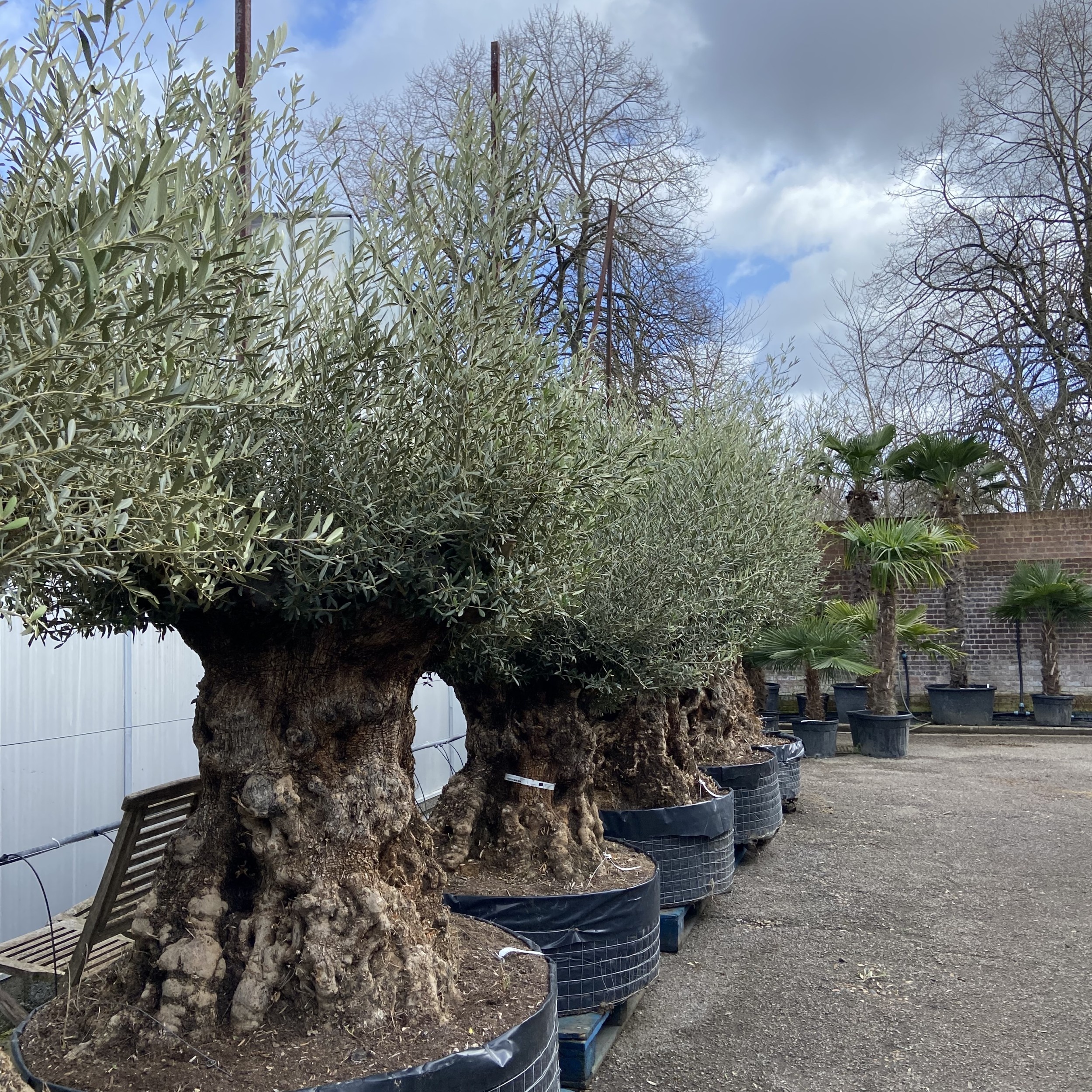 Olea europaea - Ancient