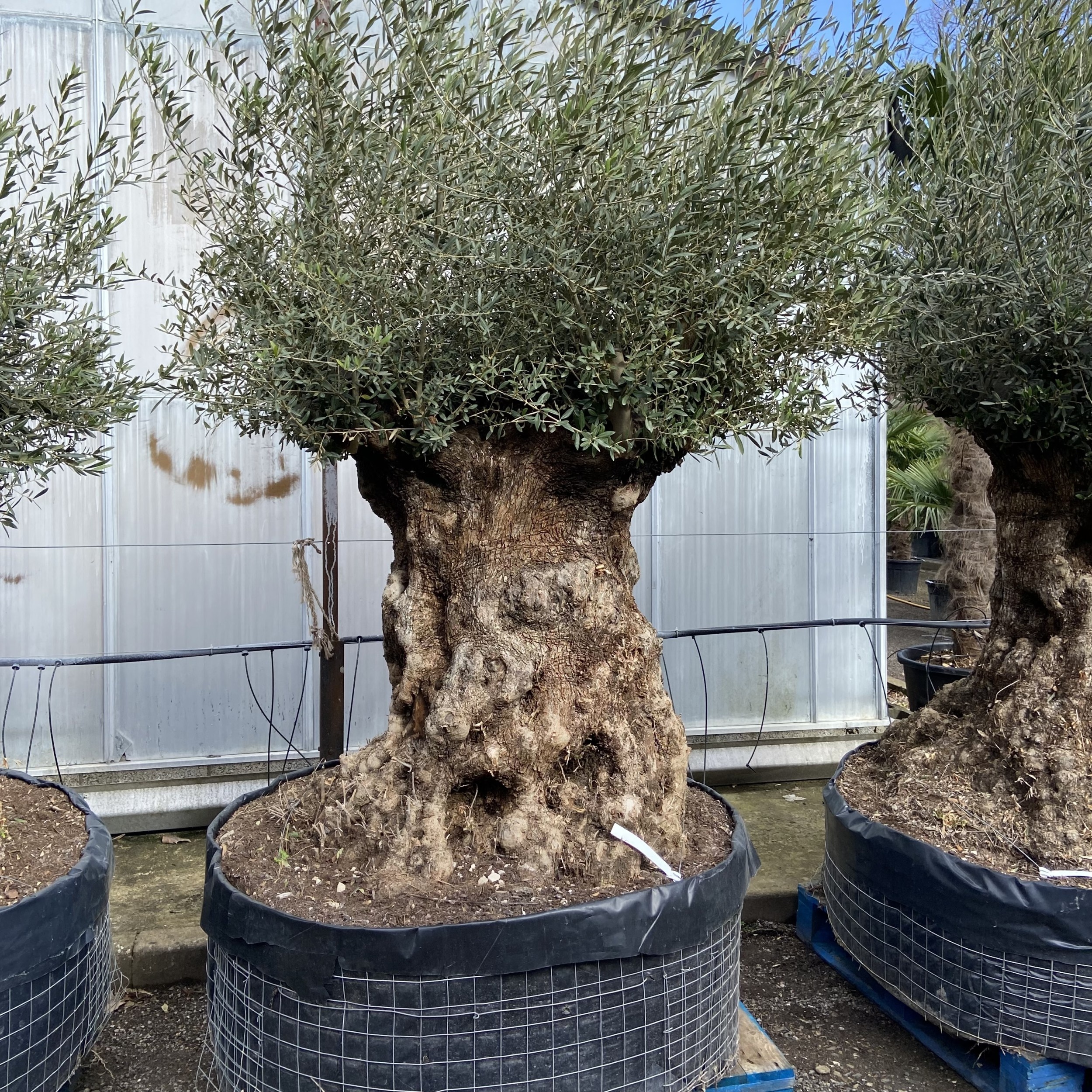 Olea europaea - Ancient