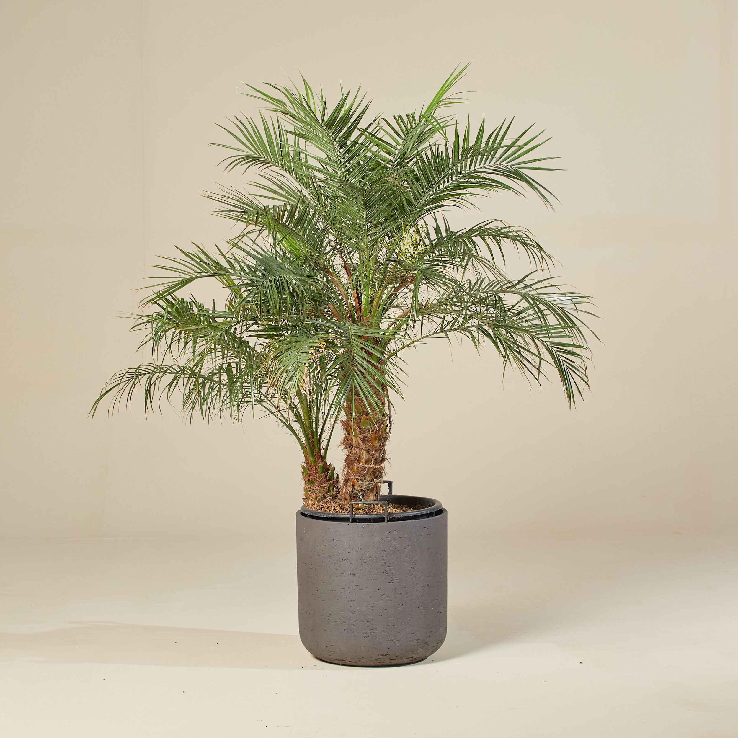 Phoenix Roebelenii Pygmy Date Palm - Live Plant in a 10 Inch Growers Pot - Phoenix Roebelenii - Beautiful Clean outlet Air Indoor Outdoor Houseplnt