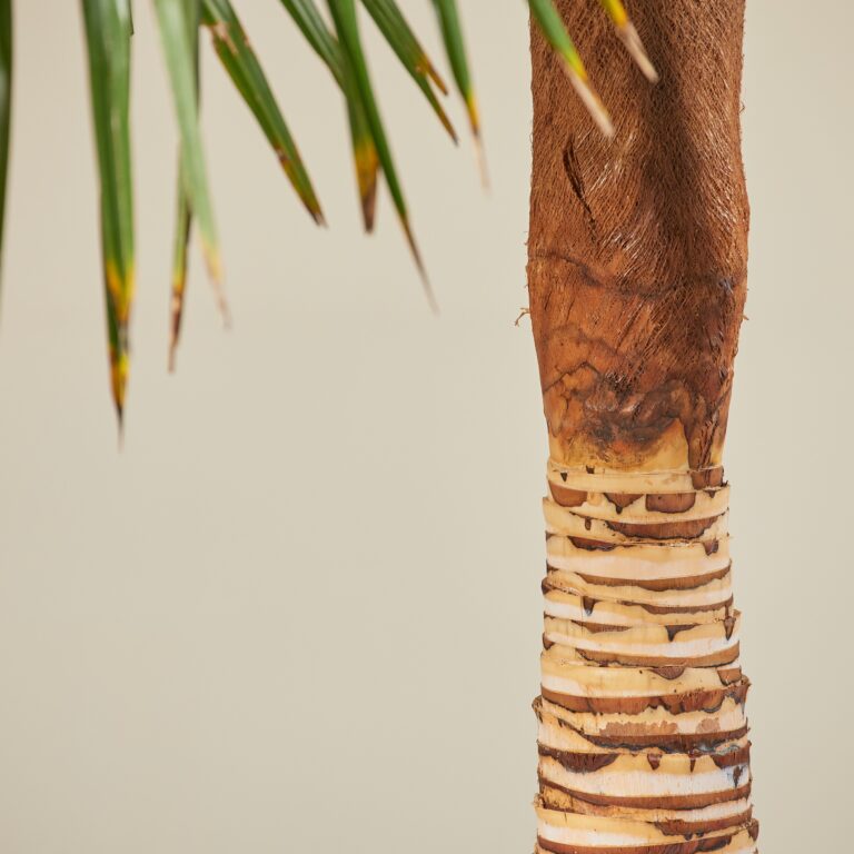 Trachycarpus fortunei - stripped trunk