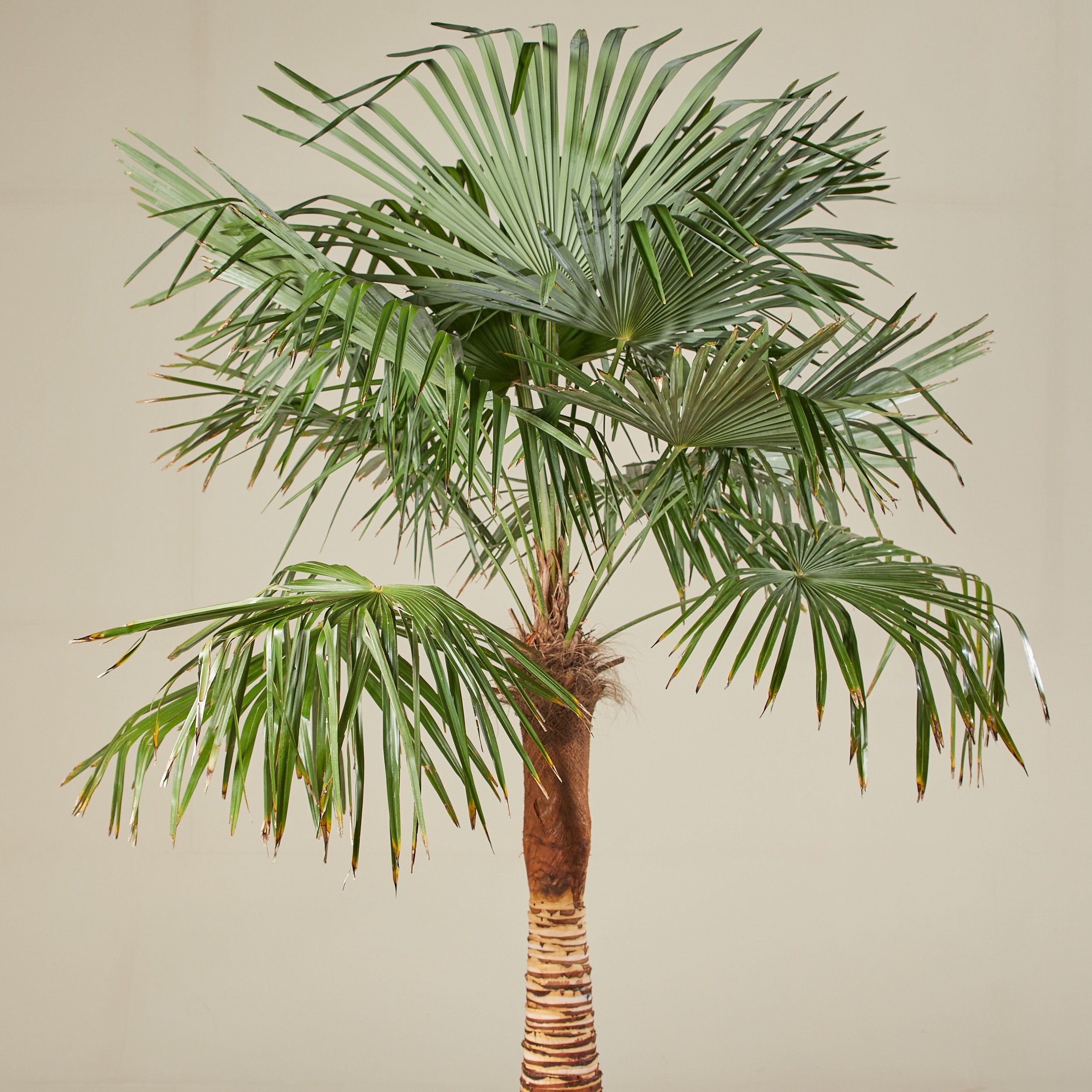Trachycarpus fortunei - Chusan palm | The Palm Centre