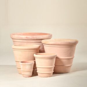 Camelia - Antique