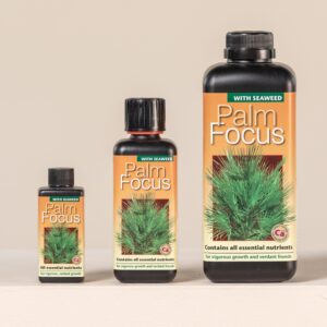 Palm Focus