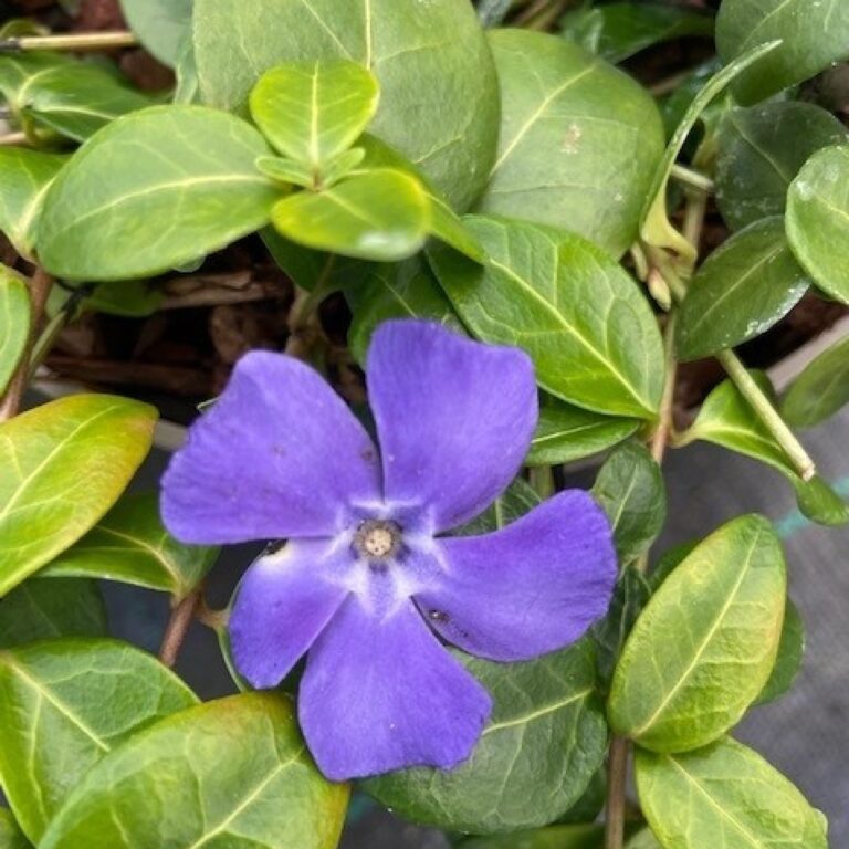 Vinca minor