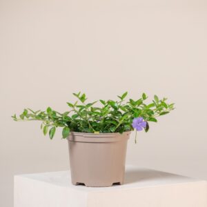 Vinca minor