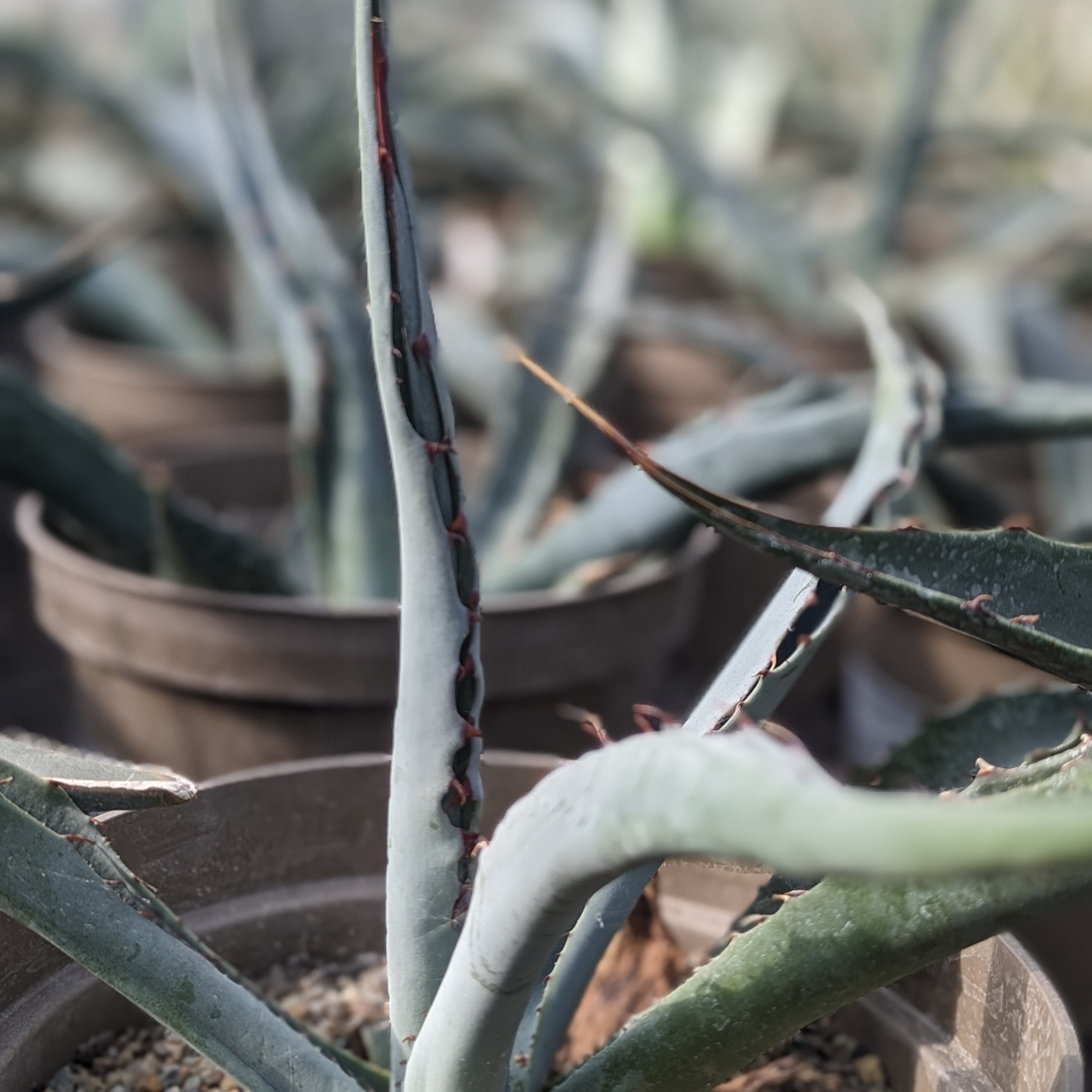 Agave kerchovei 'Huajuapan Red'