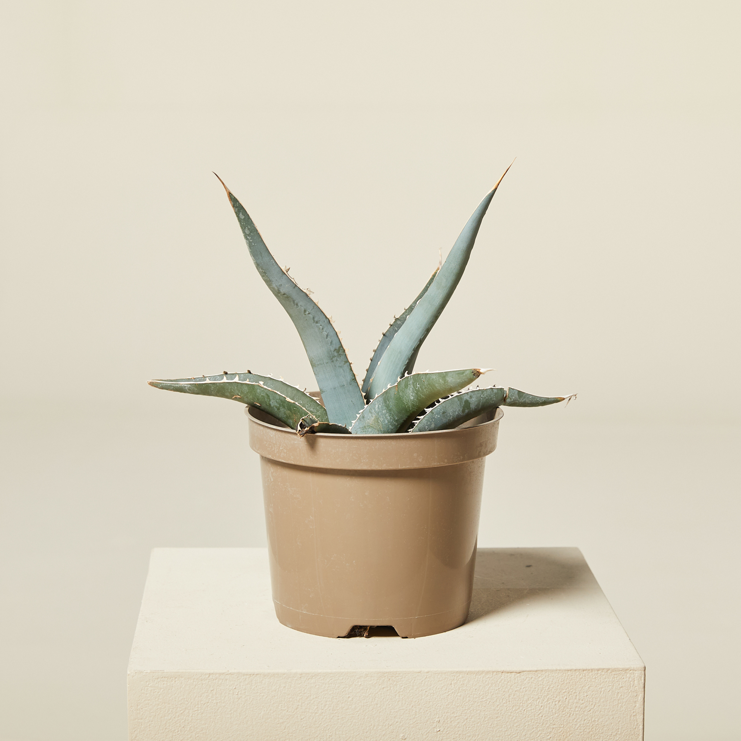 Agave kerchovei 'Huajuapan Red'