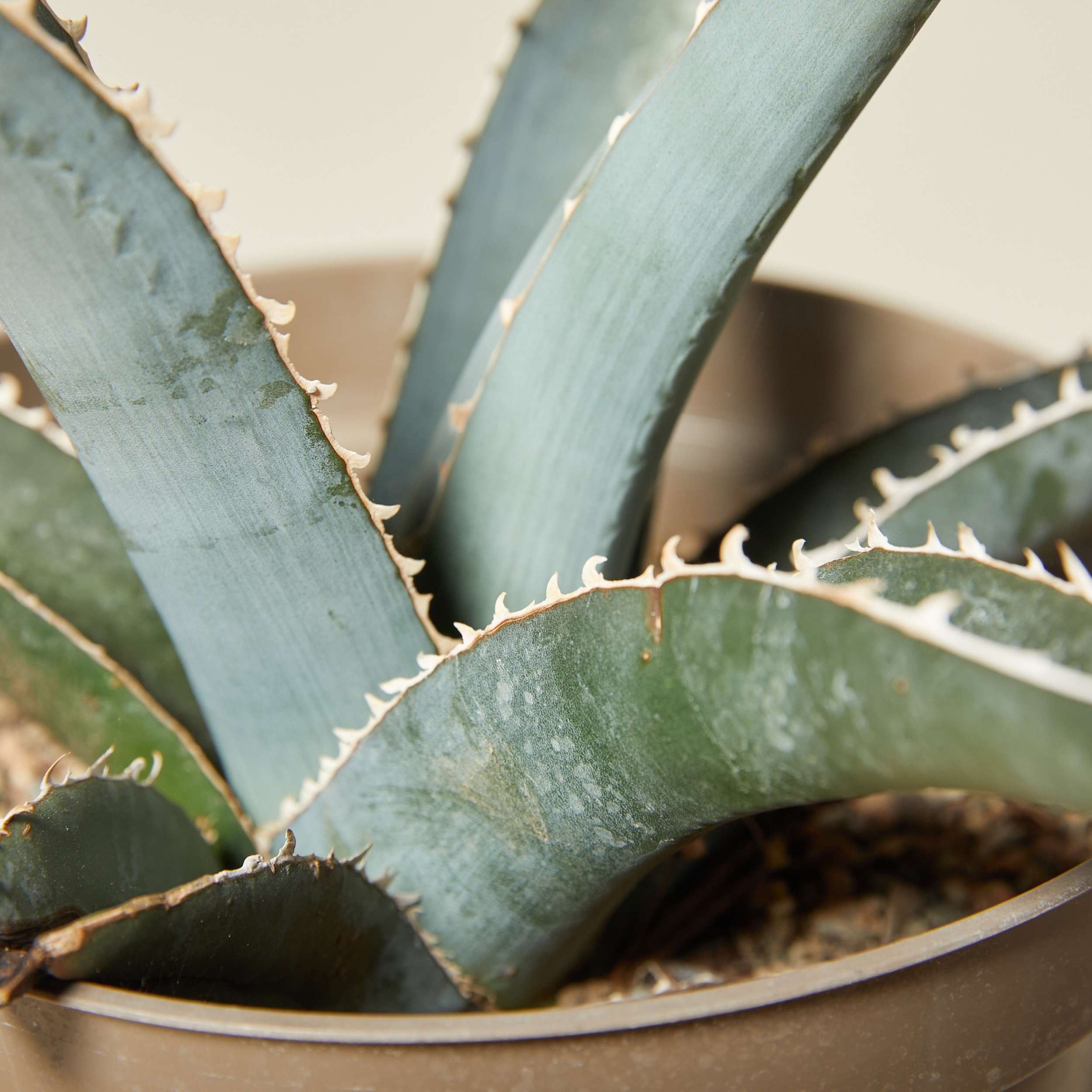 Agave kerchovei 'Huajuapan Red'