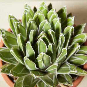 Agave victoriae-reginae