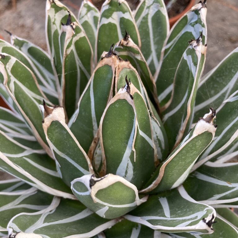 Agave victoriae-reginae