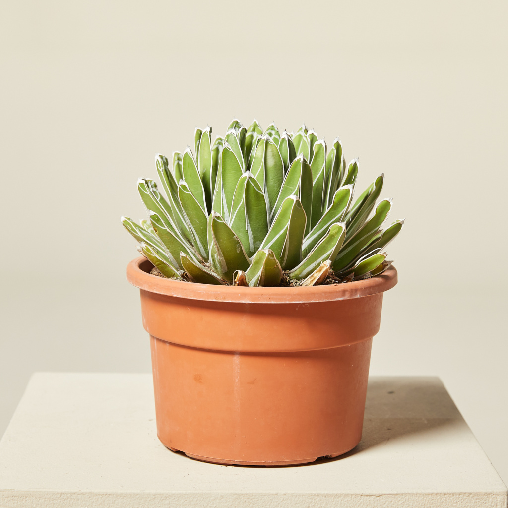 Agave victoriae-reginae | The Palm Centre